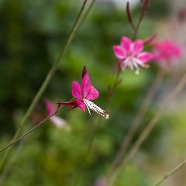 Lindheimer 'ın arı çiçeği, baharda bahçede pembe çiçekler.