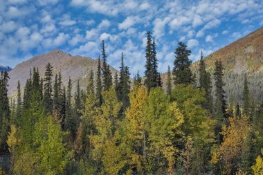 Kanada, Yukon, sonbaharda Tundra manzarası, arka planda dağlar, vahşi bir ülkede güzel bir manzara.