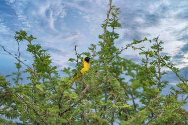 southern masked weaver, Ploceus velatus, yellow and black bird in Namibia clipart