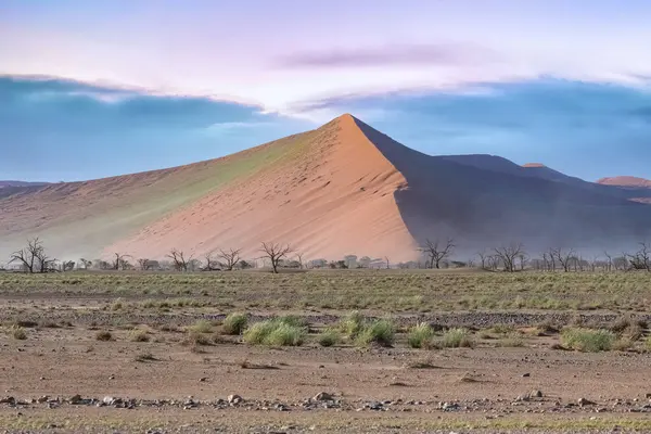 Namibya, Namib Çölü, arka plandaki kırmızı kumullarda izole edilmiş bir ağaç.