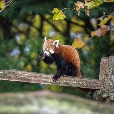 Kırmızı bir panda, Ailurus fulgens, bir dala oturmuş, portre