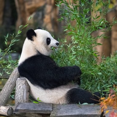 Çimenlerde bambu yiyen dev bir panda, sonbaharda portre