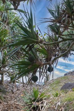 La Reunion, pandanus ağaçları, tatiller, Saint-Andre sahilinde