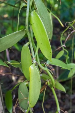 Hint Okyanusu 'ndaki La Reunion' da vanilya, bir ağacın etrafına tırmanan bitki.