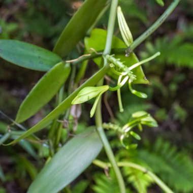 Hint Okyanusu 'ndaki La Reunion' da vanilya, vanilya çiçeği