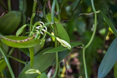 Hint Okyanusu 'ndaki La Reunion' da vanilya, vanilya çiçeği
