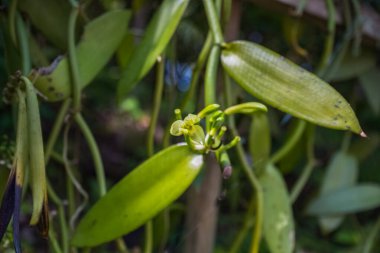 Hint Okyanusu 'ndaki La Reunion' da vanilya, vanilya çiçeği