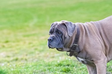 Bir köpek kamışı, büyük bir hayvan, kampanyada bir portre.