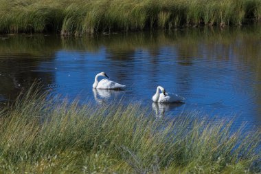 İki trompetçi kuğu, Cygnus Bucccinator, Kanada, Yukon 'daki bir gölde.
