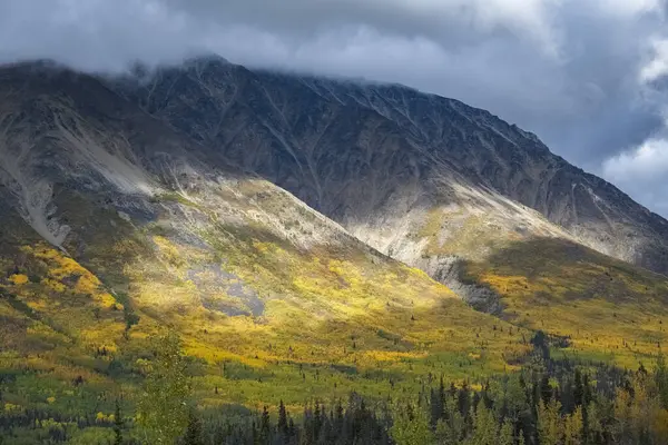 Kanada, Yukon, sonbaharda Tundra manzarası, arka planda dağlar, vahşi bir ülkede güzel bir manzara.