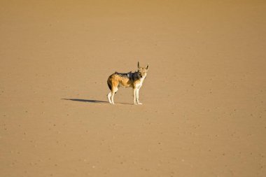 Çalılıklardaki çakal, Afrika 'daki köpek yavruları, Namibya