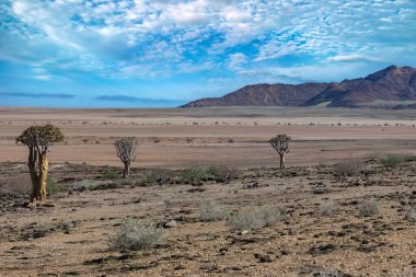 Namibya 'da, Afrika' da savanada bir ok.