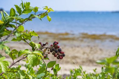 Brittany sahilinde böğürtlen, yazın deniz manzarası