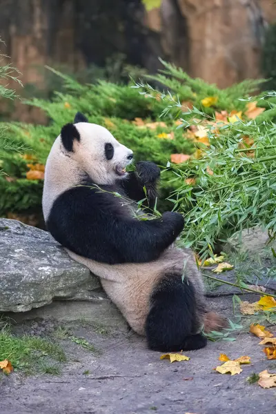 Çimenlerde bambu yiyen dev bir panda, sonbaharda portre