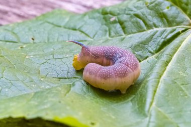 Bir kireç atmaca güvesi, mimas tiliae, çimlerin üzerinde tırtıl