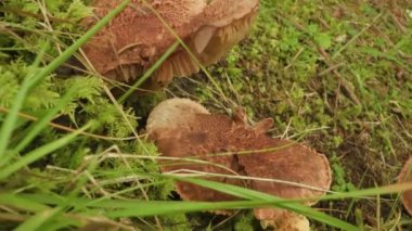 Funghi con cappello rotto crescono sul terreno umido del boscomantarlar kırık şapkalarla ormanın ıslak zemininde büyür