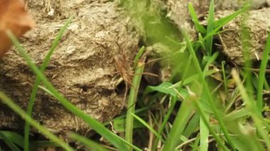  Örümcek yeşil otların arasında dışkı üzerinde duruyor.