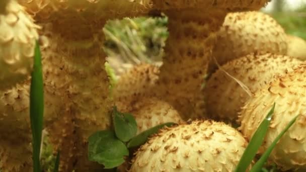Cogumelos Mel Comestíveis Crescem Entre Grama Florestal — Vídeo de Stock