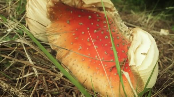 有毒的红色蘑菇在森林的地上破裂了 — 图库视频影像