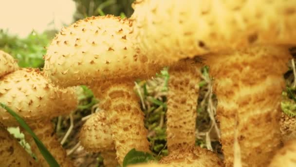 Gruppo Funghi Commestibili Chiodini Crescono Sull Erba Verde — Video Stock