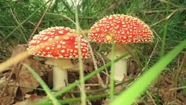 Belos Cogumelos Venenosos Amanita Muscaria Entre Grama Verde Floresta Outono — Vídeo de Stock