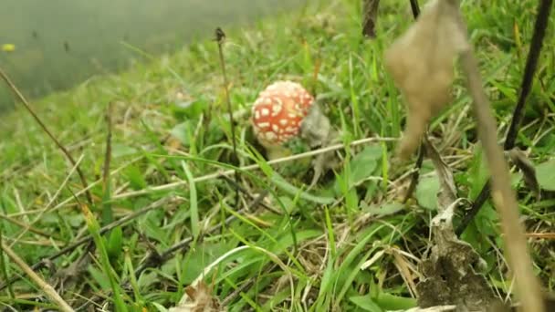 Pequeno Cogumelo Vermelho Venenoso Entre Grama Verde Nevoeiro — Vídeo de Stock