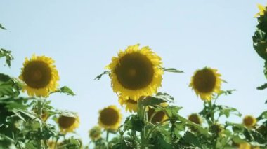 Mavi gökyüzünde renkli ayçiçekleri açar