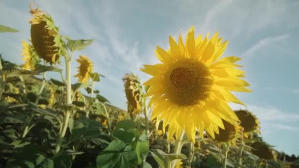 Piękny Kolorowy Kwiat Słonecznika Rośnie Zielonym Polu — Wideo stockowe