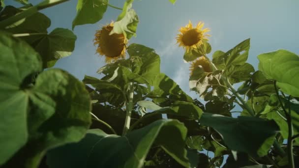 Πράσινα Φυτά Κίτρινα Ηλιοτρόπια Στέκονται Στον Ήλιο — Αρχείο Βίντεο