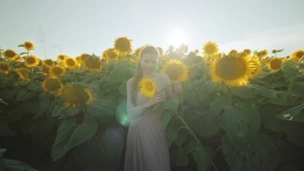 Modell Steht Inmitten Vieler Farbiger Sonnenblumen — Stockvideo