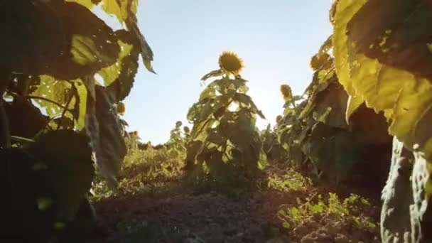 Sonnenblumenpflanzen Wachsen Unter Den Sonnenstrahlen Auf Dem Schwarzen Boden — Stockvideo