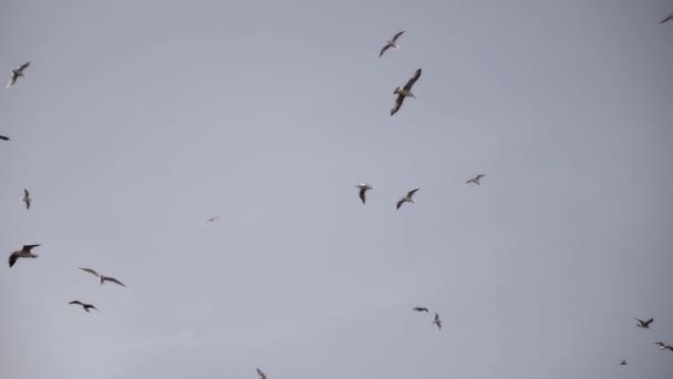 Ptaki Latają Grupami Czystym Niebie — Wideo stockowe