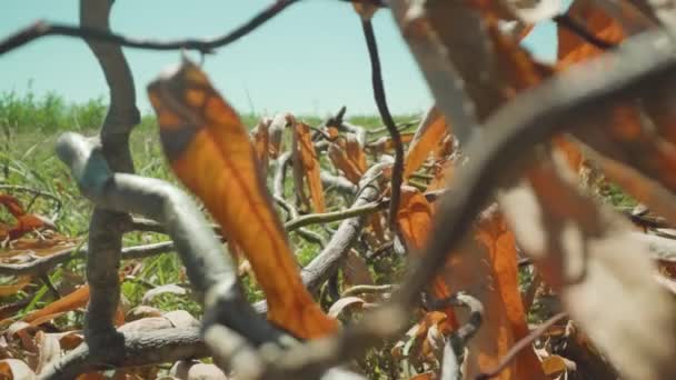 Sucha Gałąź Jesiennymi Liśćmi Spadła Drzewa — Wideo stockowe