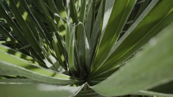 叶尖的绿色植物在阳光下生长 — 图库视频影像