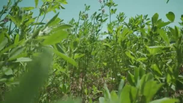 Zelená Vojtěška Roste Zemědělské Půdě Létě — Stock video