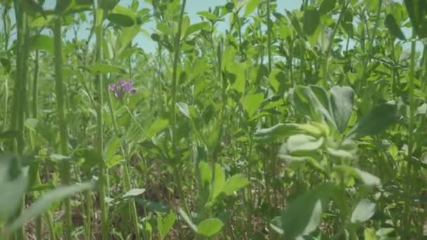 Zelené Rostliny Rostou Zemědělské Půdě Létě — Stock video