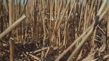 Yerde kesilmiş buğday bitkileri.