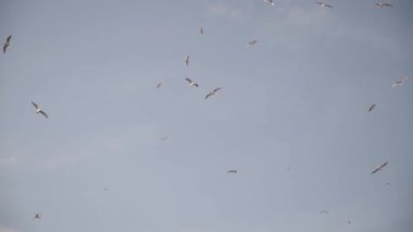 Birçok martı yavaş çekimde gökyüzünde uçar.