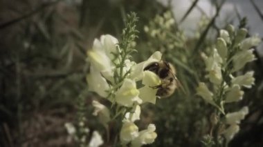Flying bee stops on a flower and then goes inside to eat the nectar which then produces honey