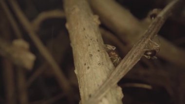 Ants walk on a wooden log in groups at night.