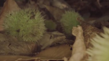 Chestnuts on the ground on dry leaves of the forest, inside their green shells with the tips like sea urchins.