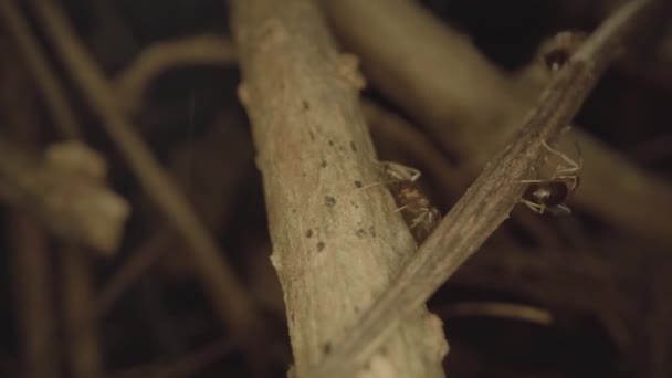 Ants Walk Wooden Log Groups Night — Vídeo de Stock