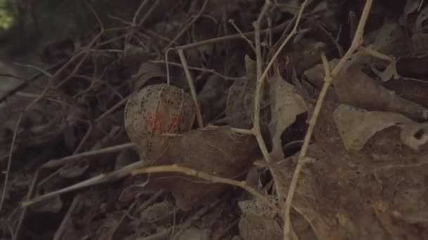 Dried Leaves Scattered Forest Floor — Vídeo de Stock