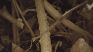 Ants run between tree branches at night