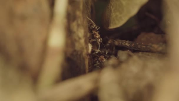 Worker Ants Run Randomly Branches Tree — Video Stock