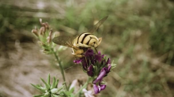 Bee Sitting Flower Sun Takes Nectar Plant — Stockvideo