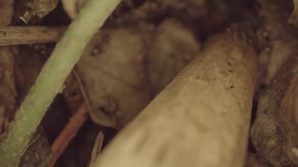 Macro Shot Anthill Ants Running Working — Vídeo de Stock