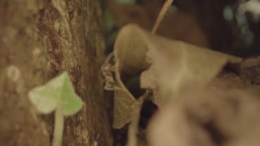 Ants walk in slow motion on tree bark and dry leaves.