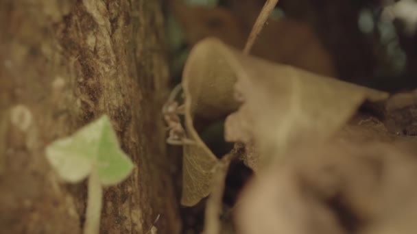 Ants Walk Slow Motion Tree Bark Dry Leaves — Vídeo de Stock
