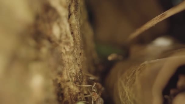Ants Branches Dry Leaves Trees — Vídeo de Stock